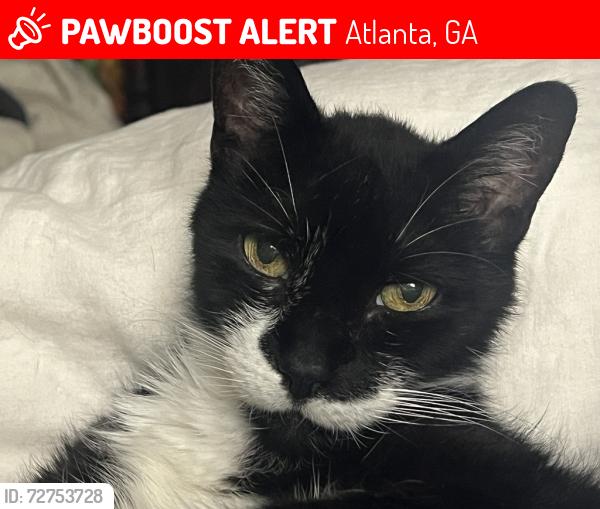 Lost Male Cat last seen Delano St , Atlanta, GA 30317