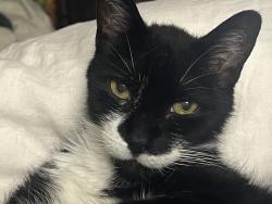 Lost Male Cat last seen Delano St , Atlanta, GA 30317