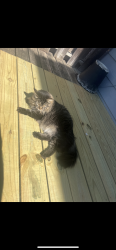 Lost Male Cat last seen Bucaneer Arena, Urbandale, IA 50322
