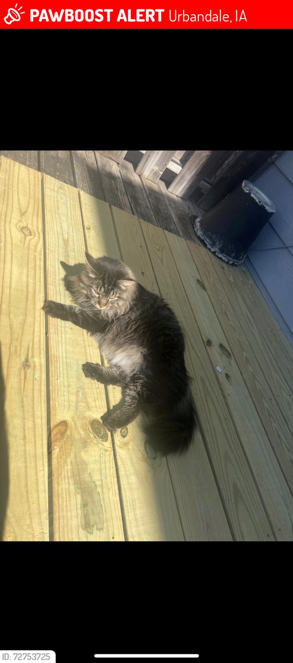 Lost Male Cat last seen Bucaneer Arena, Urbandale, IA 50322