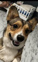 Lost Male Dog last seen Near SALOME DR ,SAN BENITO, ANGELINA ST, , Chaparral, NM 88081