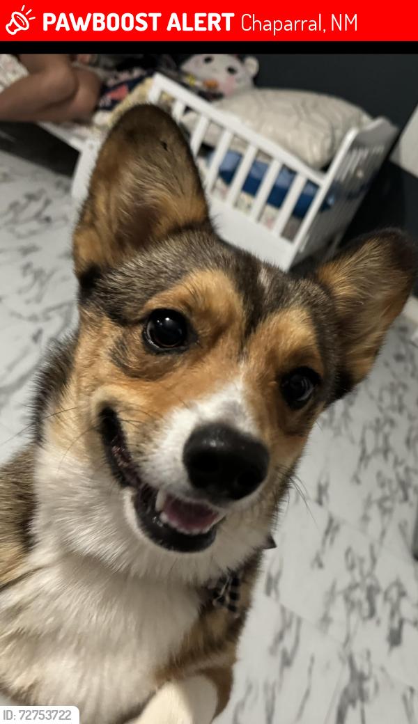 Lost Male Dog last seen Near SALOME DR ,SAN BENITO, ANGELINA ST, , Chaparral, NM 88081