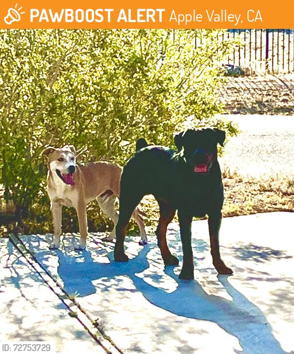 Found/Stray Female Dog last seen Sago / Otoe, Apple Valley, CA 92307