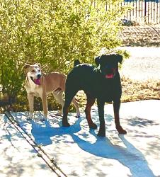 Found/Stray Female Dog last seen Sago / Otoe, Apple Valley, CA 92307
