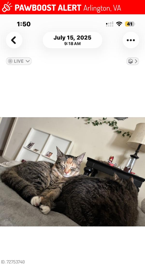Lost Female Cat last seen Shirlington Rd & Lowell St and Kenmore St ( Green Valley), Arlington, VA 22206