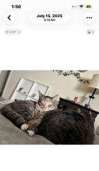 Lost Female Cat last seen Shirlington Rd & Lowell St and Kenmore St ( Green Valley), Arlington, VA 22206