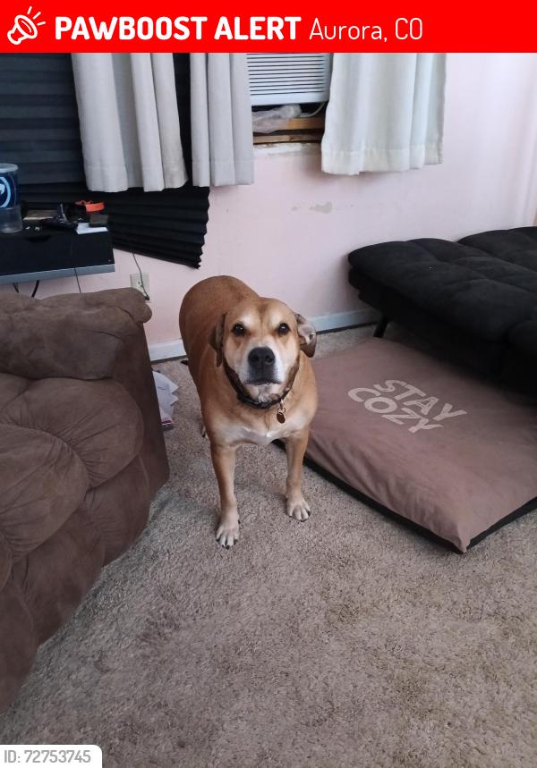 Lost Male Dog last seen Central High School , Aurora, CO 80010