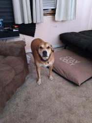 Lost Male Dog last seen Central High School , Aurora, CO 80010