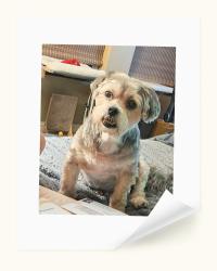 Lost Male Dog last seen E LASSEN AVE, Chico, CA 95973