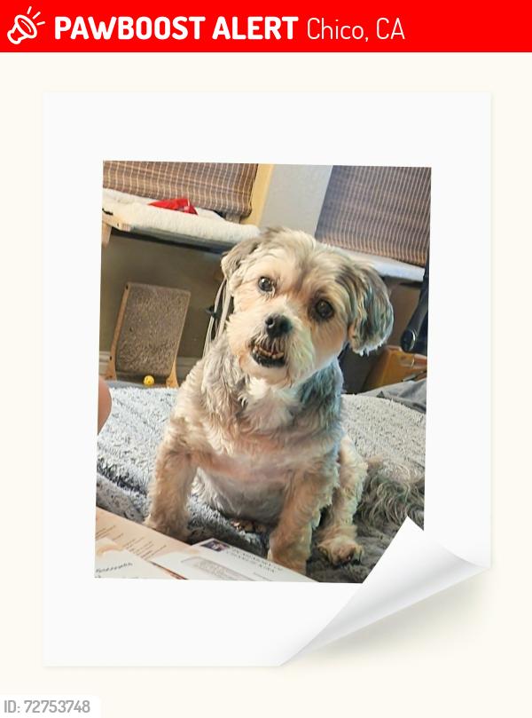 Lost Male Dog last seen E LASSEN AVE, Chico, CA 95973