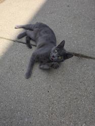 Found/Stray Unknown Cat last seen 50th place and St.Lawrence , Chicago, IL 60615