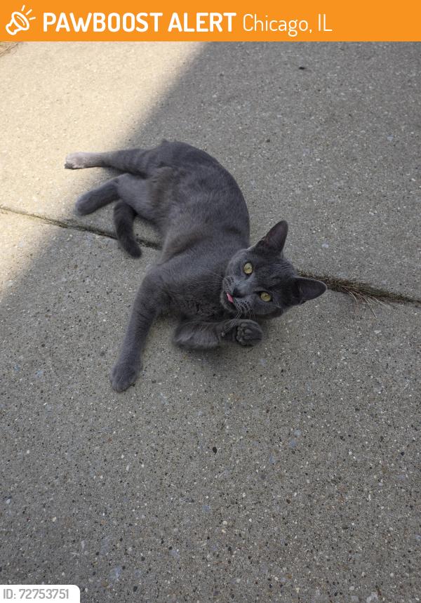 Found/Stray Unknown Cat last seen 50th place and St.Lawrence , Chicago, IL 60615