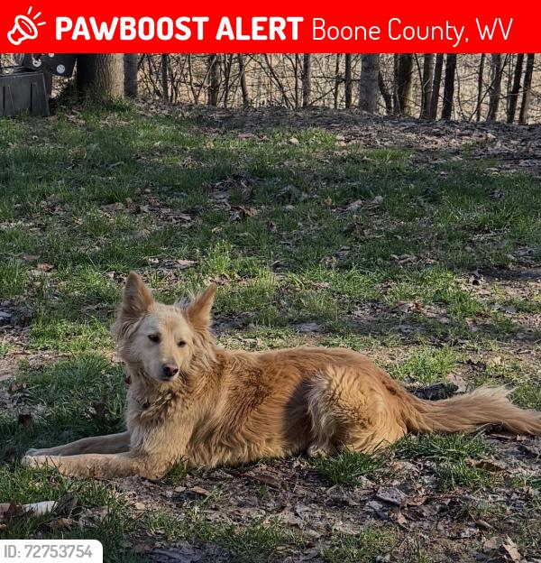 Lost Female Dog last seen Hurricane Branch up to Big Ugly Boone County, Boone County, WV 25508