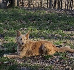 Lost Female Dog last seen Hurricane Branch up to Big Ugly Boone County, Boone County, WV 25508