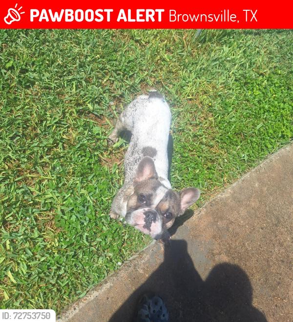 Lost Male Dog last seen Morningside , Brownsville, TX 78521