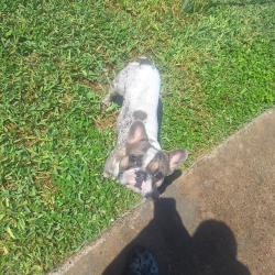 Lost Male Dog last seen Morningside , Brownsville, TX 78521
