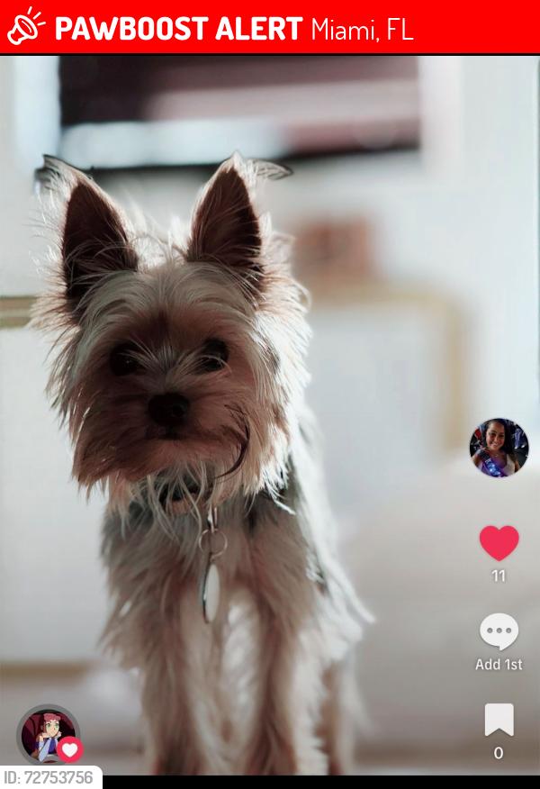 Lost Male Dog last seen Intersection of SW. 16th St., and 62nd Ave., Miami, FL 33155