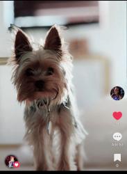 Lost Male Dog last seen Intersection of SW. 16th St., and 62nd Ave., Miami, FL 33155