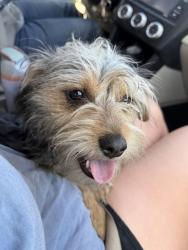 Found/Stray Male Dog last seen Fairfax, Oakland, CA 94601
