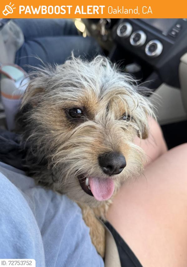 Found/Stray Male Dog last seen Fairfax, Oakland, CA 94601