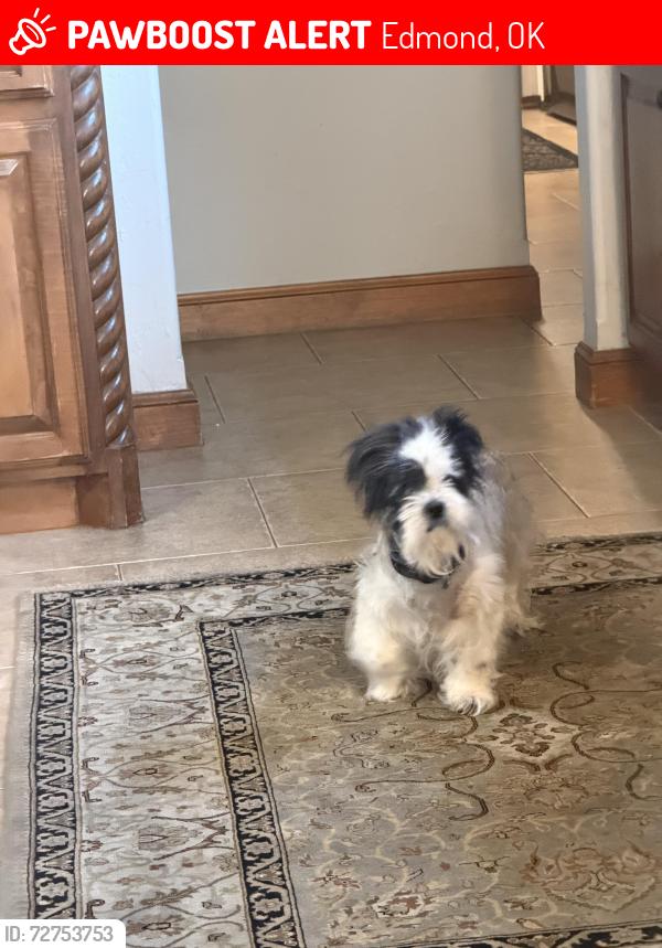 Lost Male Dog last seen 150th and Western , Edmond, OK 73013