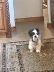 Lost Male Dog last seen 150th and Western , Edmond, OK 73013