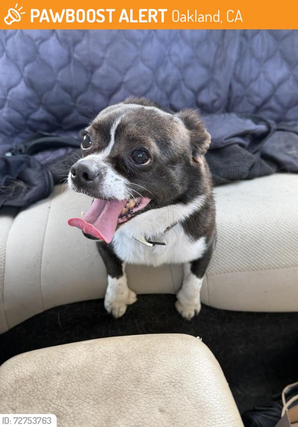 Found/Stray Male Dog last seen Fairfax Ave , Oakland, CA 94601