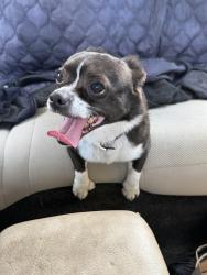Found/Stray Male Dog last seen Fairfax Ave , Oakland, CA 94601