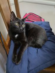 Lost Male Cat last seen Near roper mountain road apt 241, Greenville sc 29615, Greenville, SC 29615