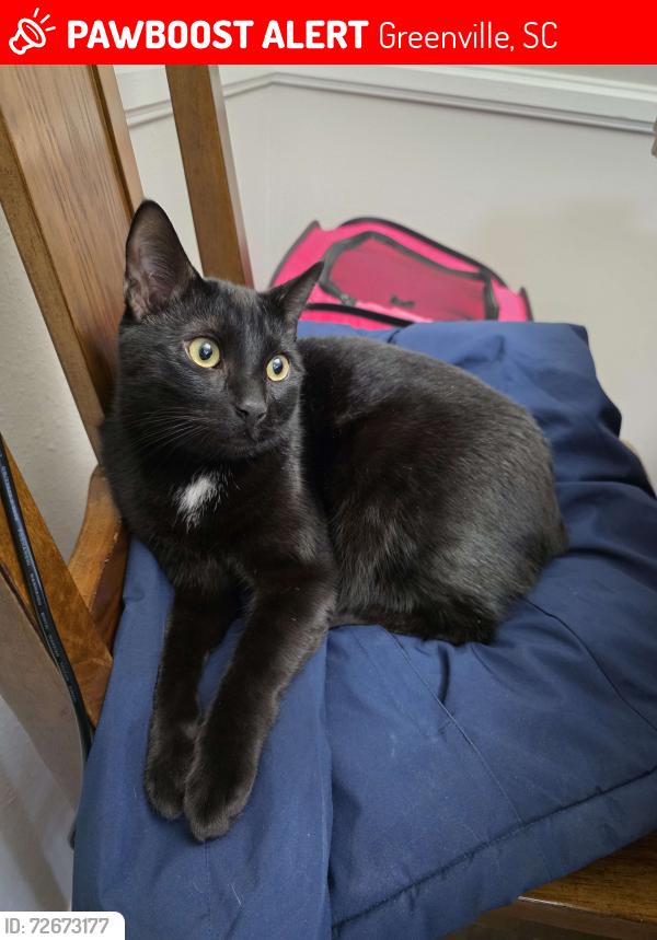 Lost Male Cat last seen Near roper mountain road apt 241, Greenville sc 29615, Greenville, SC 29615
