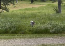 Found/Stray Unknown Dog last seen Porta Dego Way & Boyle, North Cow Creek, CA 96003