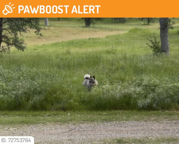 Found/Stray Unknown Dog last seen Porta Dego Way & Boyle, North Cow Creek, CA 96003