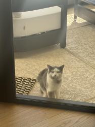 Found/Stray Male Cat last seen Hayden and Thunderbird , Scottsdale, AZ 85260