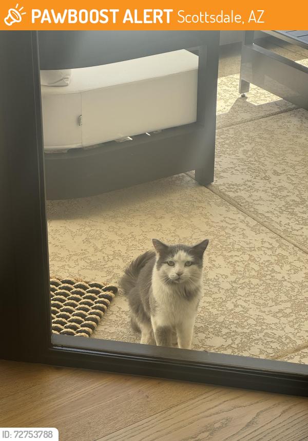 Found/Stray Male Cat last seen Hayden and Thunderbird , Scottsdale, AZ 85260
