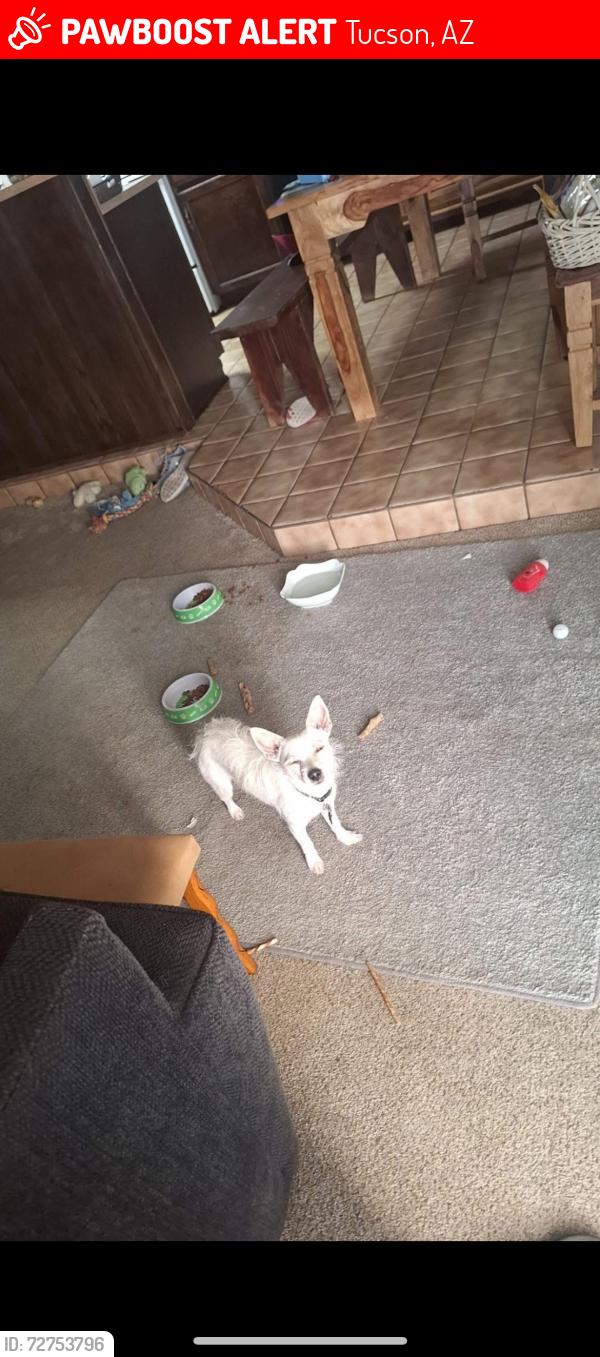 Lost Male Dog last seen Irvington & Park, Tucson, AZ 85706