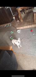 Lost Male Dog last seen Irvington & Park, Tucson, AZ 85706