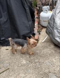 Lost Male Dog last seen Sam Houston Dr. and Meadowcrest Dr in Garland, Garland, TX 75040