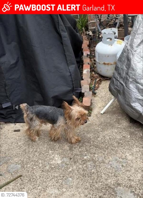 Lost Male Dog last seen Sam Houston Dr. and Meadowcrest Dr in Garland, Garland, TX 75040