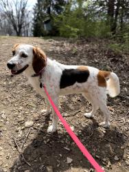Lost Female Dog last seen Center village rd and Miller paul rd , Westerville, OH 43082