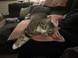 Found/Stray Male Cat last seen Near Exit 31 on Thruway, Utica, NY 13502