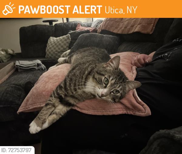 Found/Stray Male Cat last seen Near Exit 31 on Thruway, Utica, NY 13502