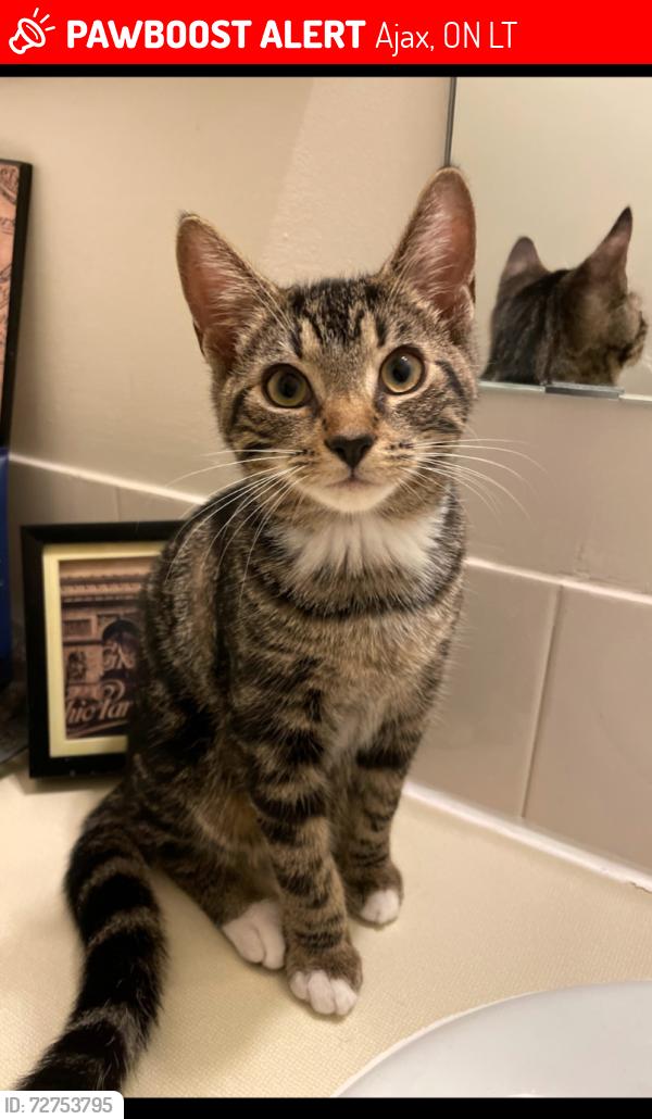 Lost Female Cat last seen Food Basics  on Westney North , Ajax, ON L1T