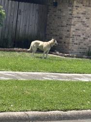 Found/Stray Female Dog last seen Locklaine and Travis , Pasadena, TX 77502