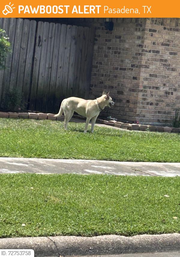 Found/Stray Female Dog last seen Locklaine and Travis , Pasadena, TX 77502