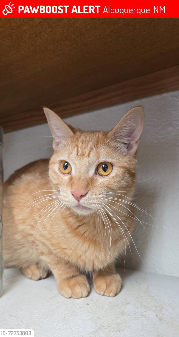 Lost Male Cat last seen Montgomery and Pennsylvania , Albuquerque, NM 87111