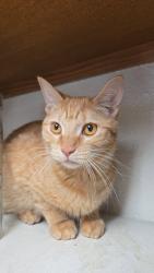 Lost Male Cat last seen Montgomery and Pennsylvania , Albuquerque, NM 87111