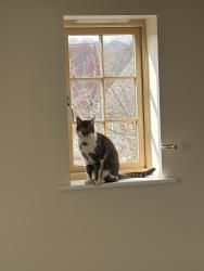 Lost Male Cat last seen Village drive , Telford and Wrekin, England TF4 2FF