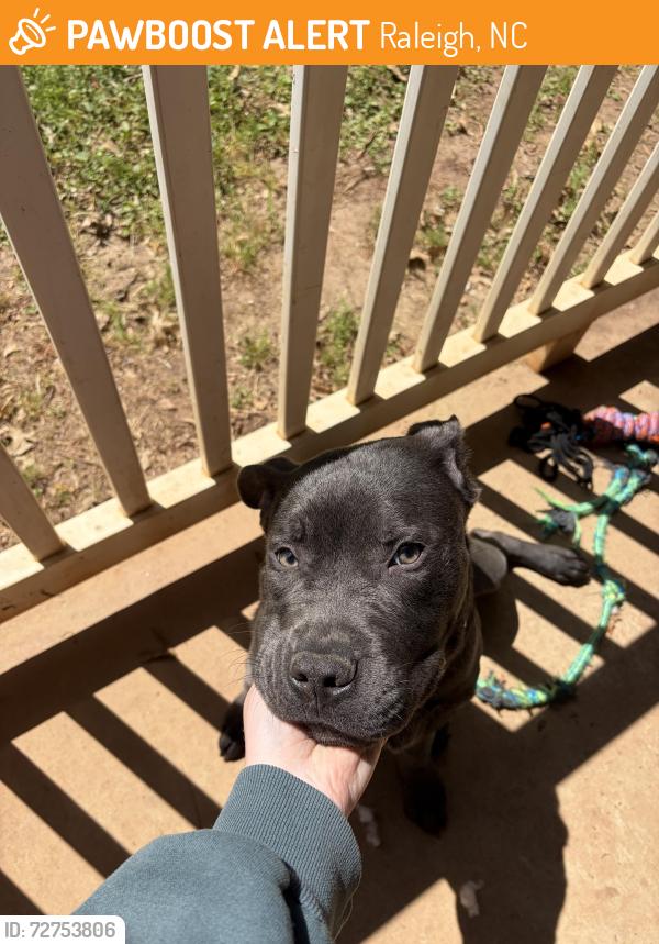 Found/Stray Male Dog last seen Lake Johnson, Raleigh, NC 27606