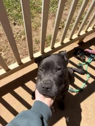 Found/Stray Male Dog last seen Lake Johnson, Raleigh, NC 27606