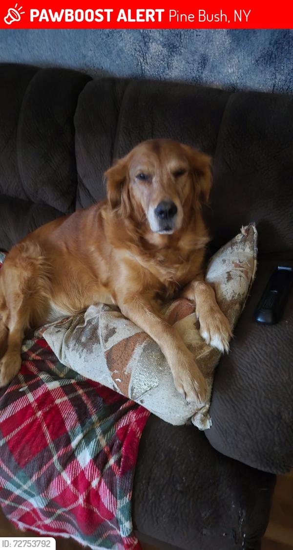 Lost Female Dog last seen Field on sansabaugh rd, Pine Bush, NY 12566